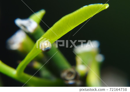 Swallowtail (swallowtail) egg (egg turns brown) Swallowtail (swallowtail) egg (egg turns brown) 72164738