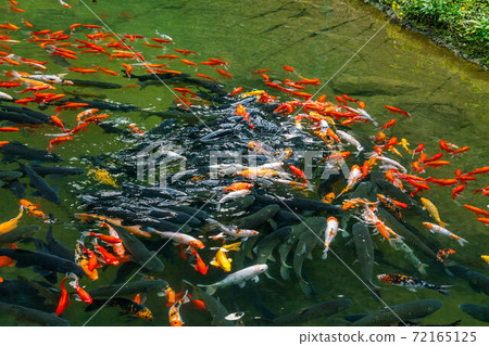 Large group of beautiful carp fish swimming in the pond Large group of beautiful carp fish swimming in the pond 72165125