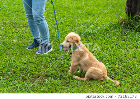 Little golden retriever puppy wearing dog leash sitting on grass  72165178