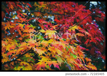 A colorful autumn leaves A colorful autumn leaves 72165405