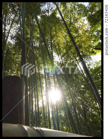 Sunbeams from the bamboo grove Sunbeams from the bamboo grove 72165406