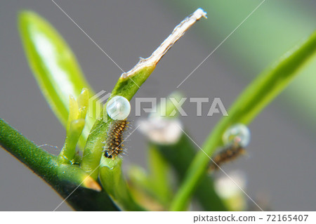 Namiageha(ageha)幼蟲(孵化後) Namiageha(ageha)幼蟲(孵化後) 72165407