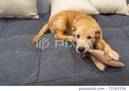 Guilty golden puppy biting shoe on sofa at living Guilty golden puppy biting shoe on sofa at living 72165556