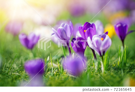 Closeup view of the spring flowers in the park Closeup view of the spring flowers in the park 72165645