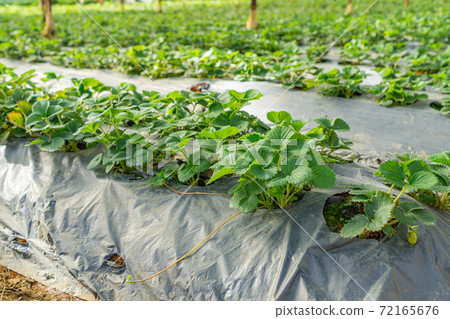 Rows of strawberry leaves growing in green house plantation 72165676