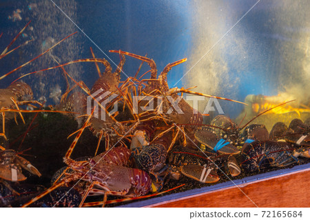 Fresh and alive lobsters in tank at seafood market Fresh and alive lobsters in tank at seafood market 72165684
