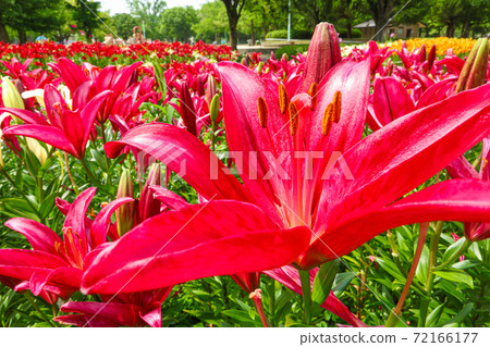Chikusa Park, lilies in full bloom <Nagoya City, Aichi Prefecture> 72166177