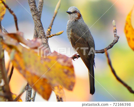 Bulbuls on the branches 72166398