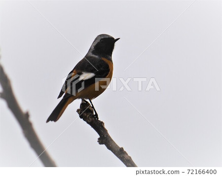 Daurian Redstart Male in Winter 72166400