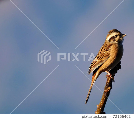 一個可愛的小男人，在樹枝上唱歌 72166401