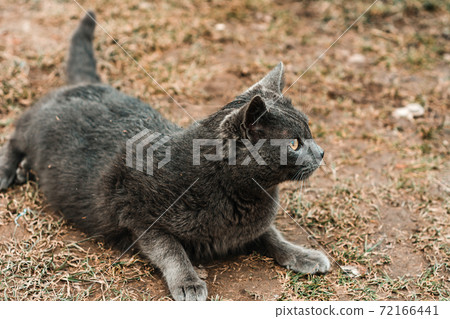 A large gray cat with short hair plays in the yard 2021. 72166441