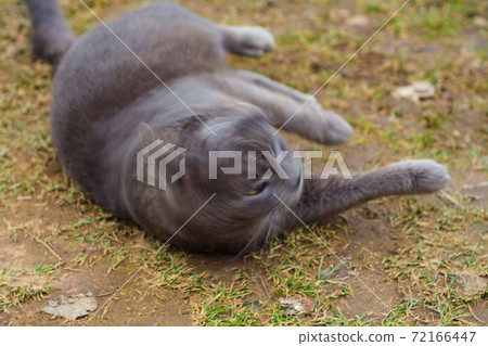 A large gray cat with short hair plays in the yard 2021. A large gray cat with short hair plays in the yard 2021. 72166447