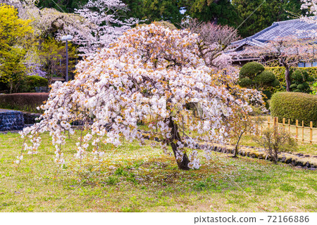 （靜岡縣）大石寺內的櫻花 72166886