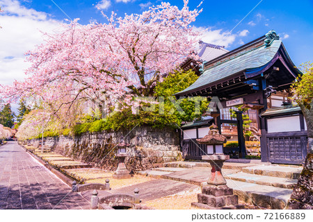 (Shizuoka Prefecture) Sakura in the precincts of Taiseki-ji Temple (Shizuoka Prefecture) Sakura in the precincts of Taiseki-ji Temple 72166889