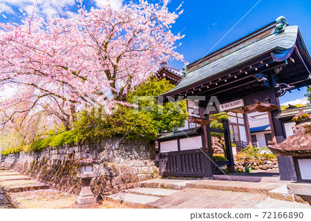 (靜岡縣)大石寺內的櫻花 (靜岡縣)大石寺內的櫻花 72166890