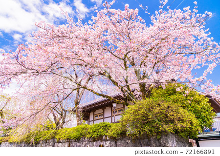 (靜岡縣)大石寺內的櫻花 (靜岡縣)大石寺內的櫻花 72166891