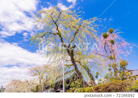 (靜岡縣)大石寺內的櫻花 (靜岡縣)大石寺內的櫻花 72166892