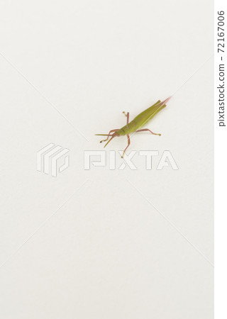 Atractomorpha lata who came to play Atractomorpha lata who came to play 72167006