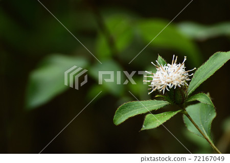 Atractylodes flower that was also written in the Manyoshu 72167049
