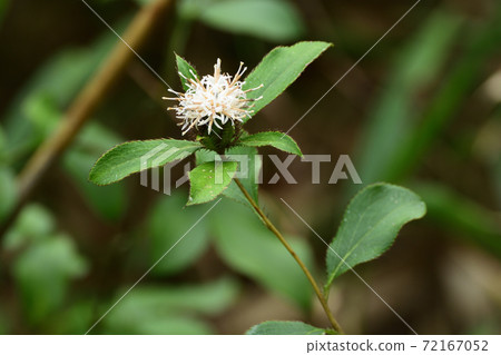 Atractylodes flower that was also written in the Manyoshu Atractylodes flower that was also written in the Manyoshu 72167052