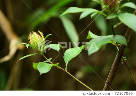 Atractylodes flower that was also written in the Manyoshu 72167056