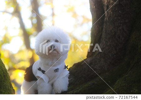 Mofumofu dog 72167544