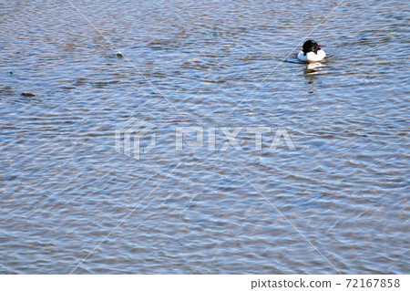 Common merganser swimming in the river Common merganser swimming in the river 72167858