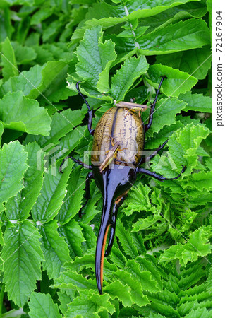 Hercules Hercules 72167904