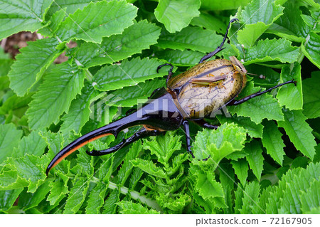 赫拉克勒斯赫拉克勒斯 72167905