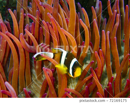 Anemone fish in the sea anemone 72169175
