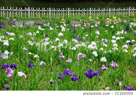 Flower shobu in Shonai Ryokuchi Park Flower shobu in Shonai Ryokuchi Park 72169509