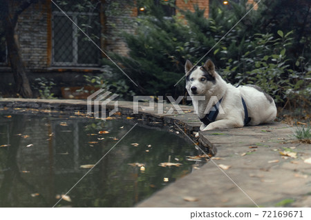 White with black ears Husky wearing walking schleia looks at camera while laying on fountain or pond against of falling yellow leaves on background 72169671