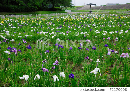 Flower shobu in Shonai Ryokuchi Park Flower shobu in Shonai Ryokuchi Park 72170008