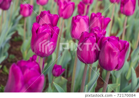 Pink Tulip Flowers in the Garden with Green Background Pink Tulip Flowers in the Garden with Green Background 72170084