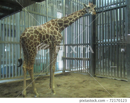 Giraffe Giraffe 72170123
