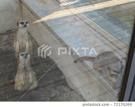 meerkat meerkat 72170269