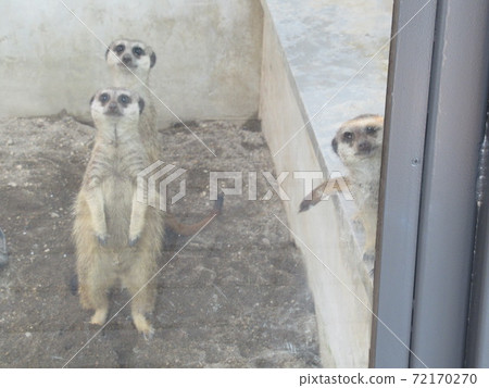 meerkat meerkat 72170270