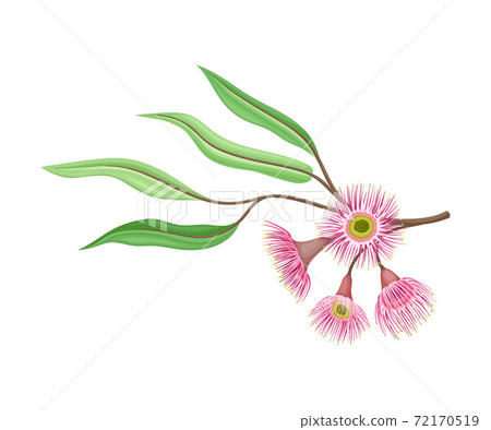 Branch with Pink Bud of Eucalyptus Flower with Fluffy Stamens Vector Illustration 72170519