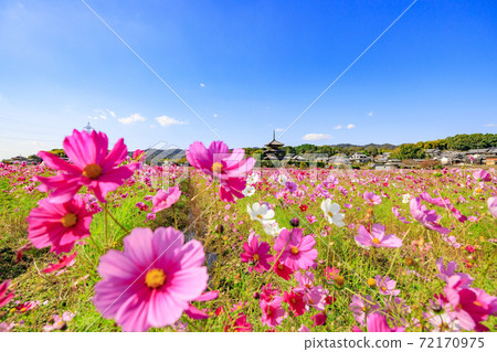 World heritage Hokiji Temple wrapped in cosmos in full bloom World heritage Hokiji Temple wrapped in cosmos in full bloom 72170975