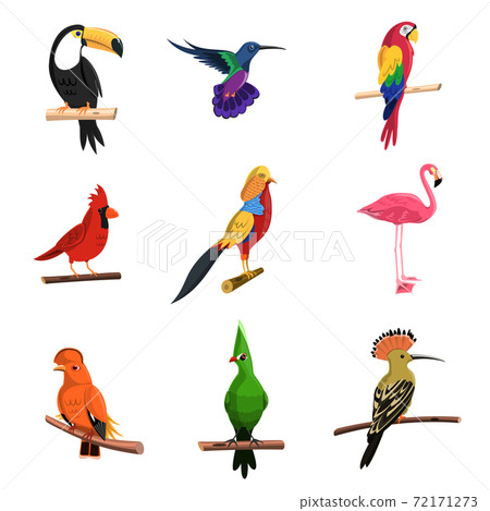 Exotic Birds Set Exotic Birds Set 72171273