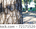 Tree bark 72171520