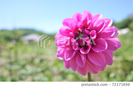Blue Sky and Dahlia Blue Sky and Dahlia 72171698