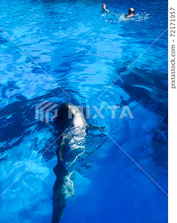 Beautiful dolphin in blue sea water pool Beautiful dolphin in blue sea water pool 72171957