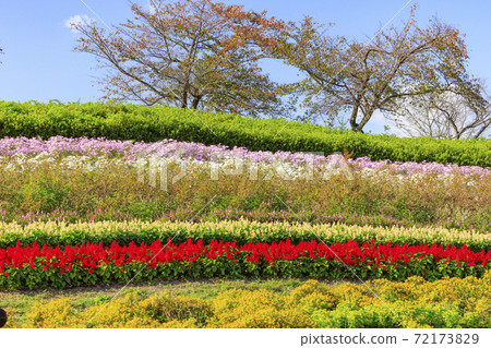 麻美山公園秋花 72173829