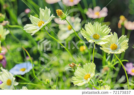 麻美山公园秋花 图库照片