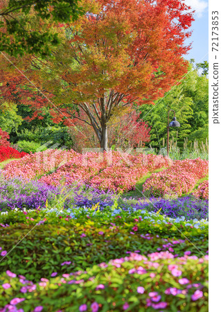 麻美山公園秋花 麻美山公園秋花 72173853