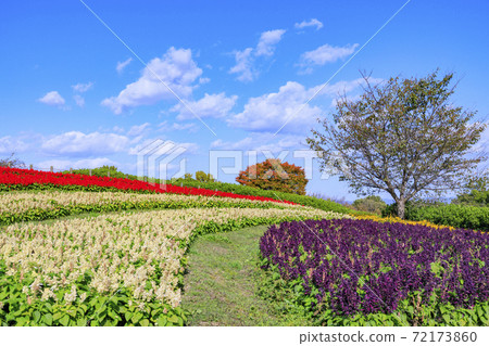 麻美山公園秋花 72173860