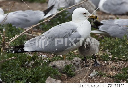 View of Ring billed Gull, Larus delawarensis, adult and two chicks View of Ring billed Gull, Larus delawarensis, adult and two chicks 72174151