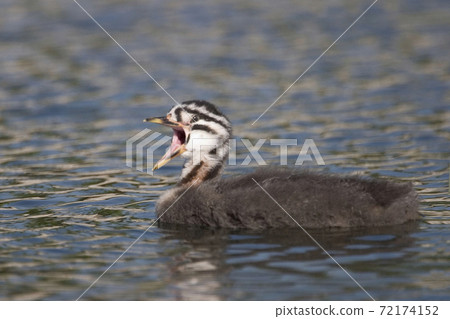 Young Red-necked Grebe, Podiceps grisegena, calling Young Red-necked Grebe, Podiceps grisegena, calling 72174152