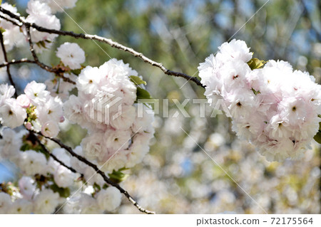 八重櫻白花 八重櫻白花 72175564